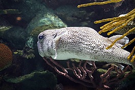 魚,水,水族館