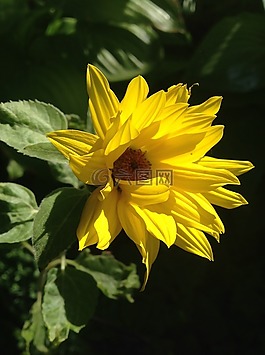 鮮花,花園,太陽花