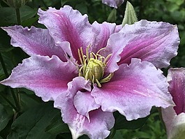 鐵線蓮,開花,蔓