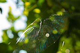 蜘蛛,web,蜘蛛網(wǎng)