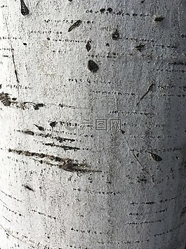 樺木,紋理,樹皮