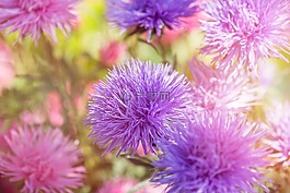 花,鮮花,紫