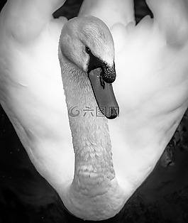天鵝,黑白,鳥