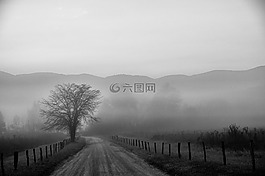 樹(shù),路,景觀