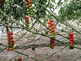 花束,番茄,植物