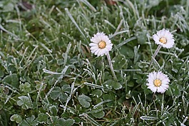 雛菊,冰,草地