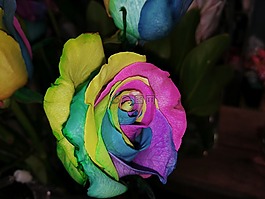 彩色,玫瑰,花店