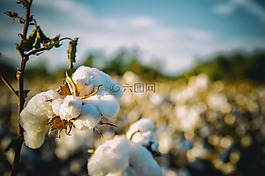 棉花,南,阿拉巴馬州