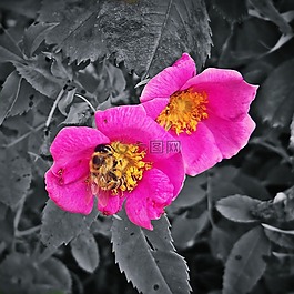 farbenspiel,花,开花
