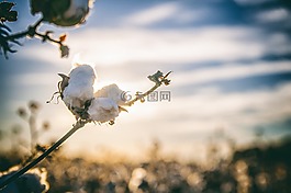 棉花,南,阿拉巴馬州