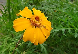 萬壽菊,花,單