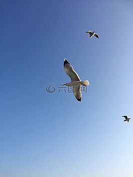鳥,伊斯坦布爾,天空