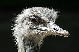 斯特勞斯,動(dòng)物園,條例草案