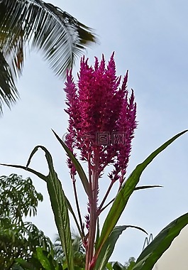 花,雞冠花,植物區(qū)系