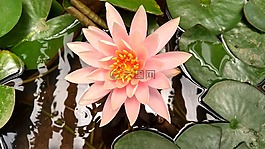 鮮花,蓮花,自然