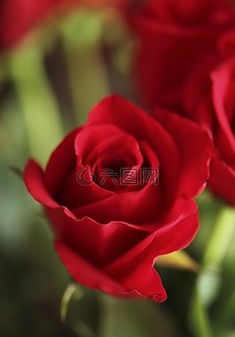 玫瑰,紅色,花