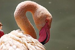 plameniak,鳥,roseflamingo