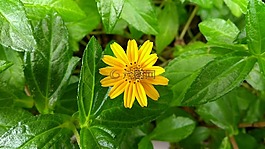 鮮花,黃色,黃色的花