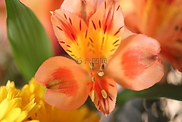 鮮花,夏天,花