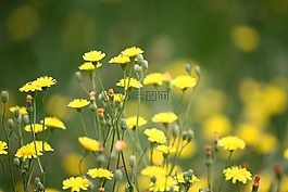 蒲公英,雜草,草坪