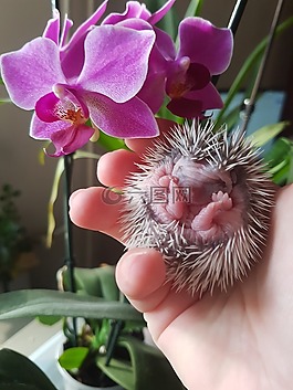 花卉,植物,性質(zhì)
