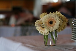 花,非洲菊,小