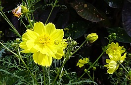 花,宇宙,宇宙原變種