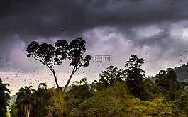 叢林,森林,自然