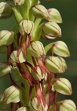 aceras antropophorum,鲜花,灌木丛