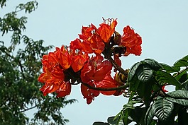 花,火焰树,植物