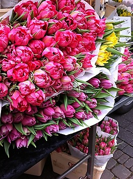 tullips,鲜花,花束