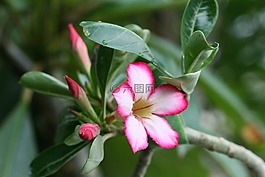 沙漠玫瑰,花,粉红色