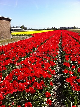 tullips,红色,鲜花