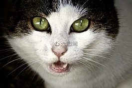 動物,貓,肖像