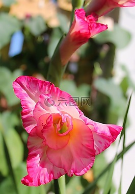 花,粉紅色,黃