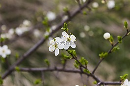 樹,花,分支