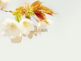 開花,花,廠