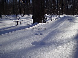 雪,冬天,腳印