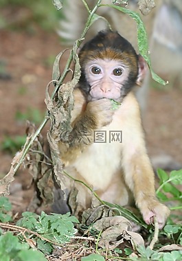 猴子,嬰兒,性質(zhì)