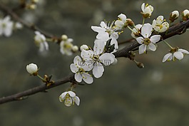 樹,花,分支