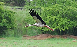 鸛,飛行,鳥