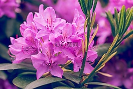 開花,杜鵑,廠