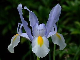 虹膜,花卉,開放