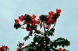 花,火焰树,植物