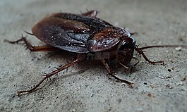 蟑螂,甲虫,害虫