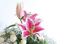 百合,花,粉紅色