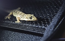 壁虎,守宮,動物