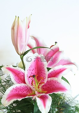百合,花,粉紅色