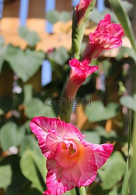 粉紅色,花,美麗的花