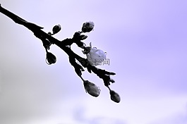 開花,春,季節(jié)